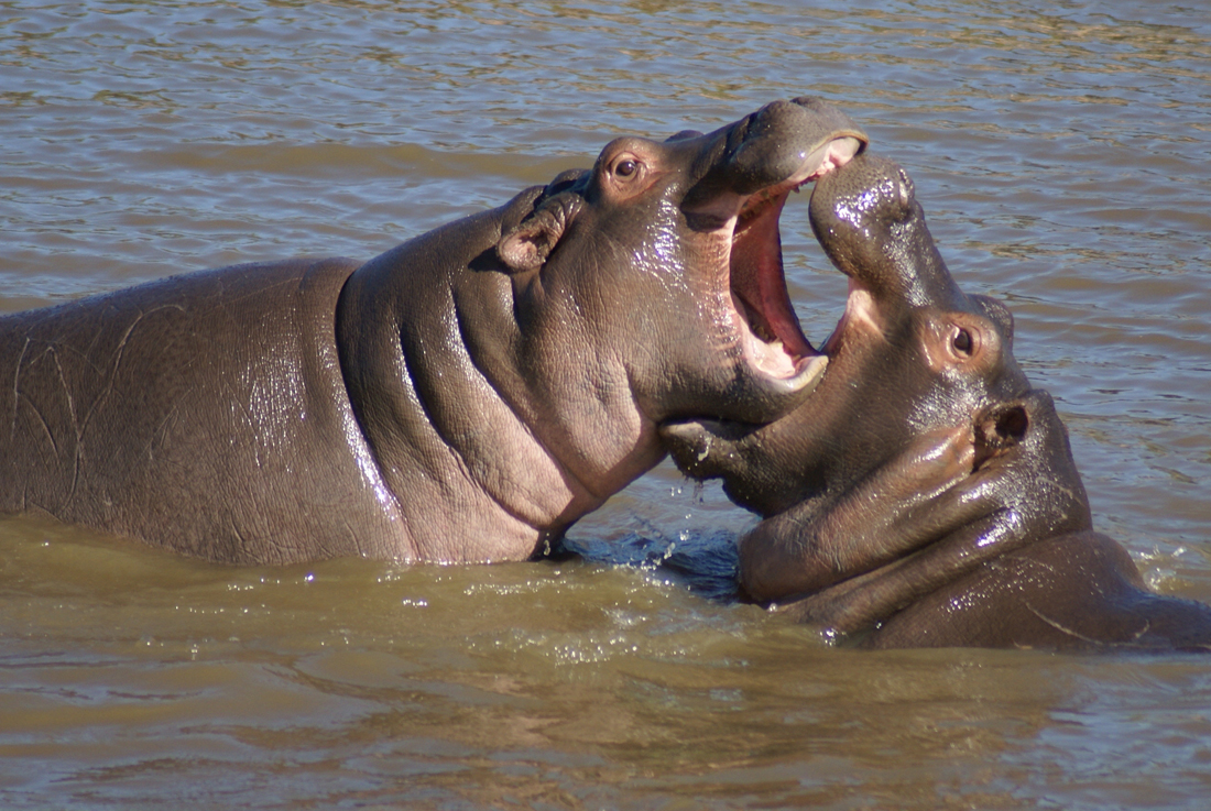 à Quelle Vitesse Court Un Hippopotame