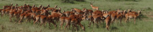 Antilopes Tanzanie