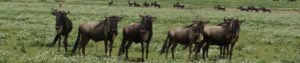Gnous de Tanzanie