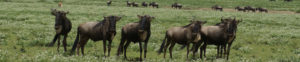 Ngorongoro - Tanzanie