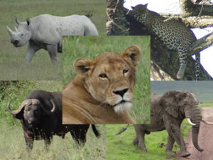 Annuaire des animaux