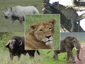 Annuaire des animaux