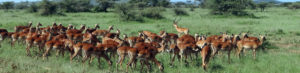 Antilopes Tanzanie