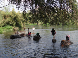 Elephant's World Day Tour - Kanchanaburi