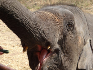 Elephant's World Day Tour - Kanchanaburi