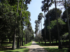 Jardin botanique de Peradeniya - Kandy