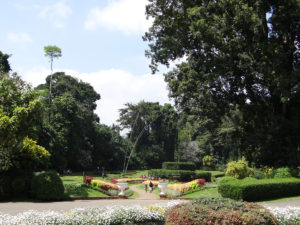 Jardin botanique de Peradeniya - Kandy