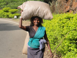 Cueilleuse de thé - Nuwara Eliya