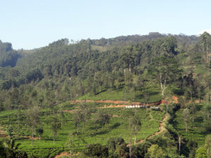 Plantations de thé - Nuwara Eliya