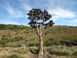 Parc national de Horton Plains