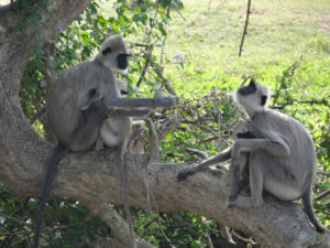 Parc national de Yala