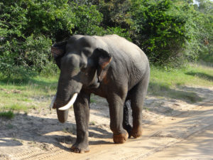 Parc national de Yala