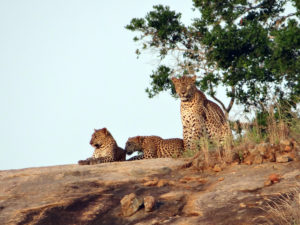 Parc national de Yala