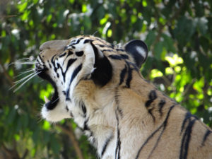 Tiger Kingdom - Chiang Mai