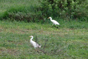 Aigrette intermédiaire (Héron intermédiaire)