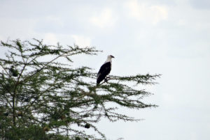 Aigle pêcheur vocifère (Pygargue vocifer)