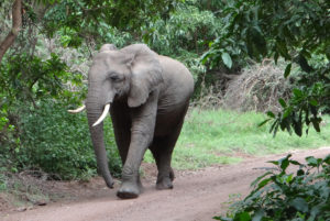 Eléphant d’Afrique