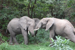 Eléphant d’Afrique