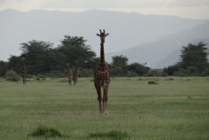 Girafe Masaï