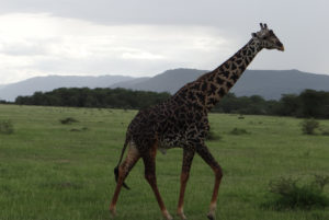 Girafe Masaï