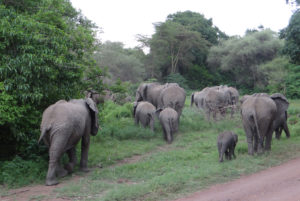 Eléphant d’Afrique