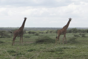 Girafe Masaï