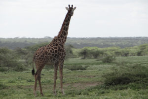Girafe Masaï