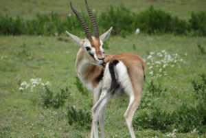 Gazelle de Thomson