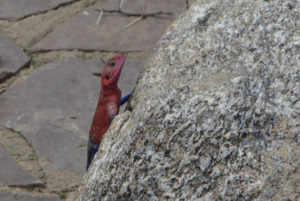 Lézard – Margouillat