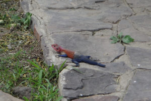 Lézard – Margouillat