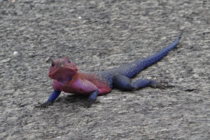 Lézard – Margouillat