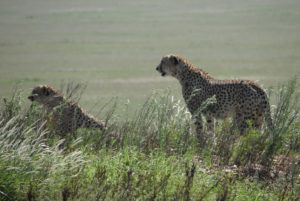 Guépard