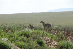 Guépard