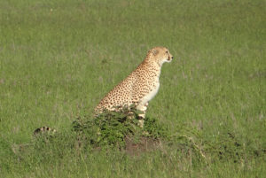Guépard