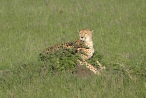 Guépard