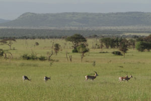 Gazelle de Grant