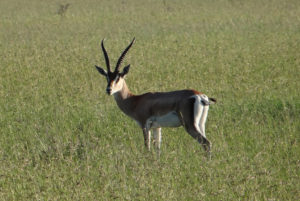 Gazelle de Grant