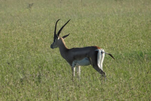 Gazelle de Grant