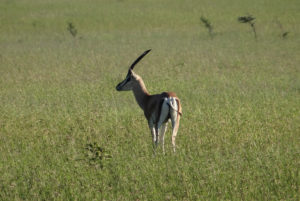 Gazelle de Grant