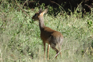 Dik-dik de Kirk