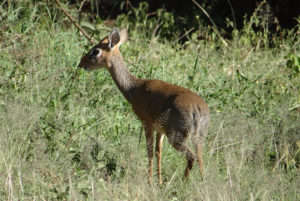 Dik-dik de Kirk