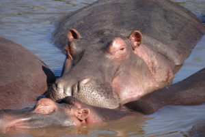 Hippopotame amphibie