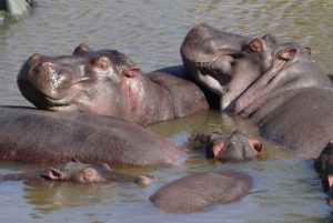 Hippopotame amphibie