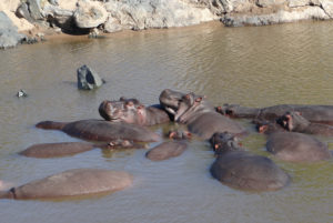 Hippopotame amphibie