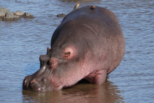 Hippopotame amphibie