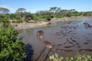 Hippopotame amphibie