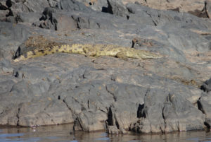 Crocodile du Nil