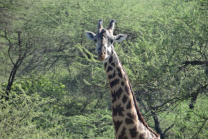 Girafe Masaï