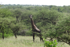 Girafe Masaï