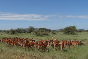 Impala